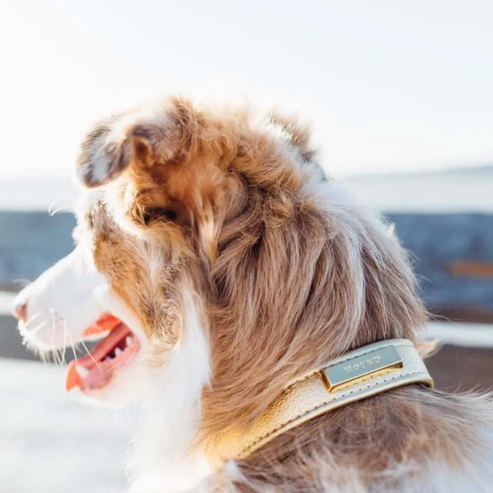 Leather Dog Collar by Hound Collection with Gold Bar Logo